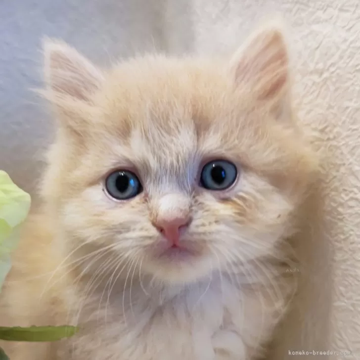 ID:2405-00712の子猫