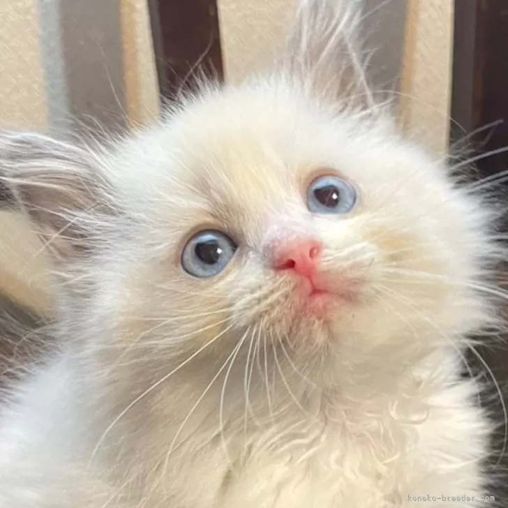 ID：2411-00655の子猫