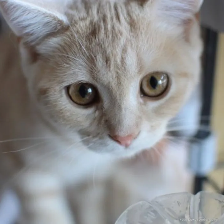 ID:2308-01159の子猫