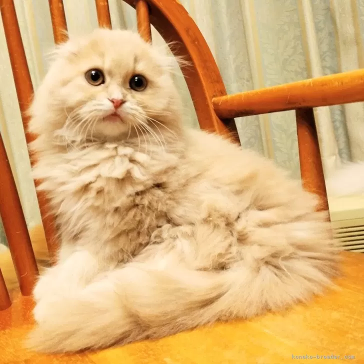 ID:2312-00657の子猫