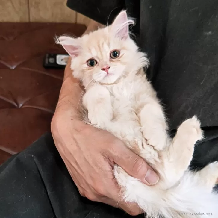 ID：2509-02155の子猫