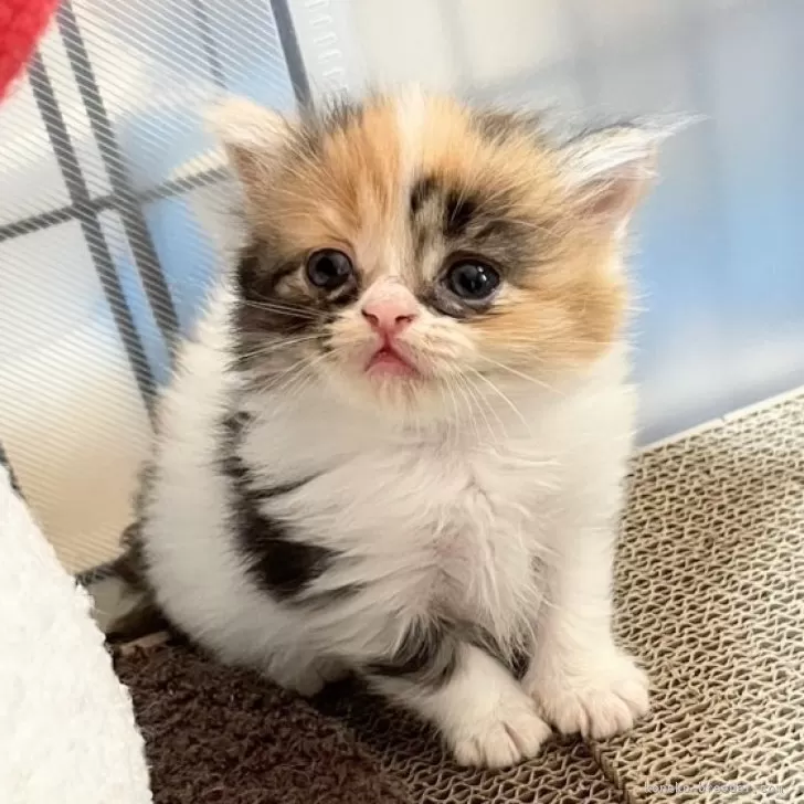 ID：2507-03077の子猫