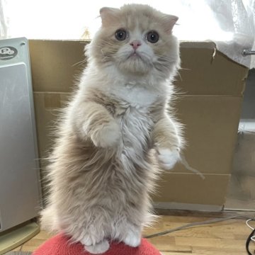 スコティッシュフォールド(折れ耳)【新潟県・女の子・2025年5月27日・クリームタビー&ホワイト（ロング）】の写真「困り顔の天使ちゃん」