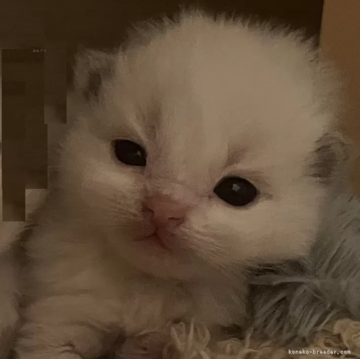 Grace 様のお迎えした子猫