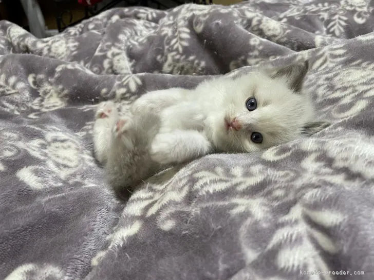 ID：2109-01502の子猫