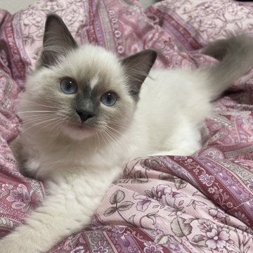 ラグドール【東京都・女の子・2024年2月29日・ホワイト、ブルーポイントミテッド】の写真「高貴なお顔で額にV字の個性のある女の子」