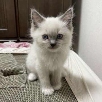 ラグドール【東京都・女の子・2024年9月12日・ホワイト ブルーポイントミテッド（柔らか）】の写真「ふわふわな毛で可愛いお顔の女の子」