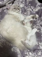 ラグドール【・男の子・2019年2月3日・ホワイト・ブルーリンクスポイントミテッド】「父性を発揮」