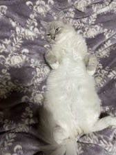 ラグドール【・男の子・2019年2月3日・ホワイト・ブルーリンクスポイントミテッド】「リラックス。靴下履き模様が仔猫に受け継がれています。」