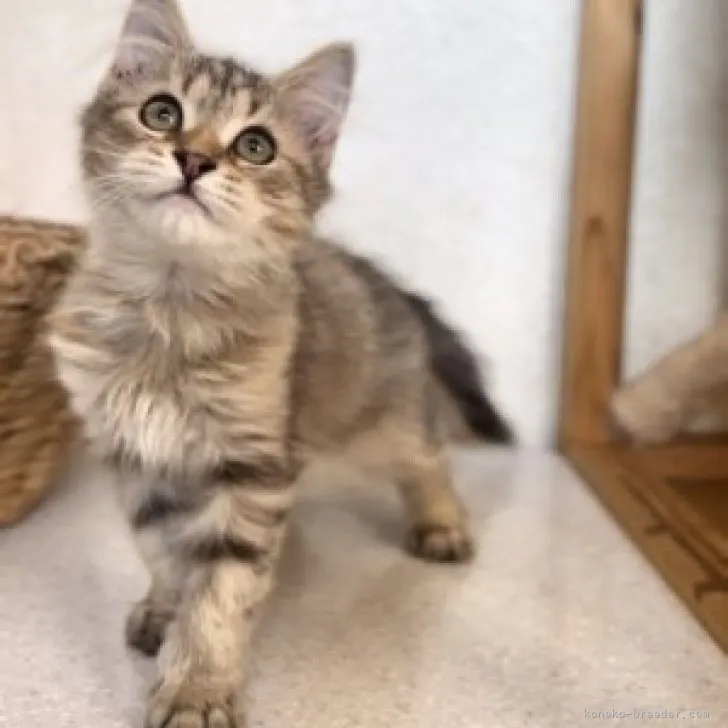 ID:2306-01737の子猫