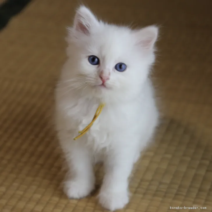 ID:2305-03652の子猫