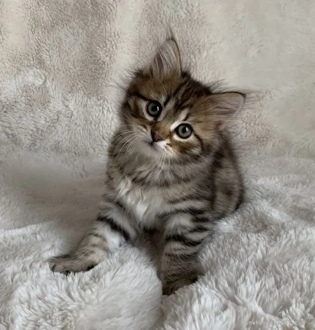 ID:2104-00516の子猫