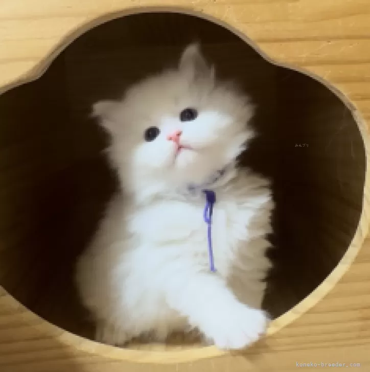 ゆう 様のお迎えした子猫