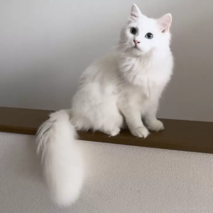 エマニュエル 様のお迎えした子猫