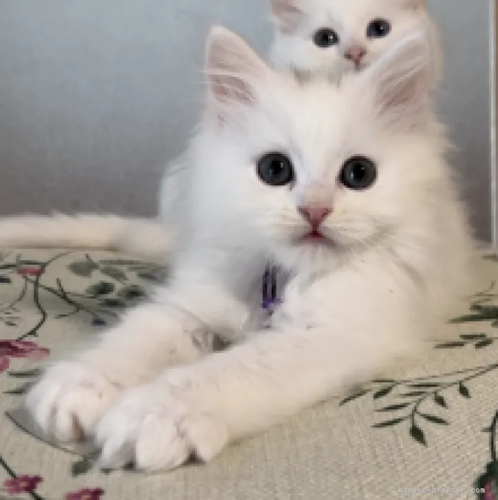 ID:2304-01526の子猫