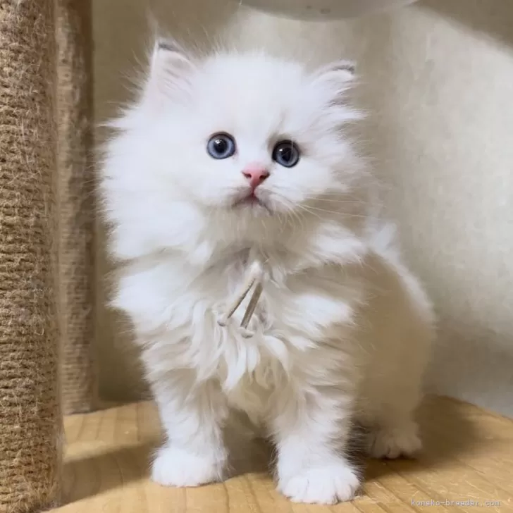 ID:2312-02756の子猫