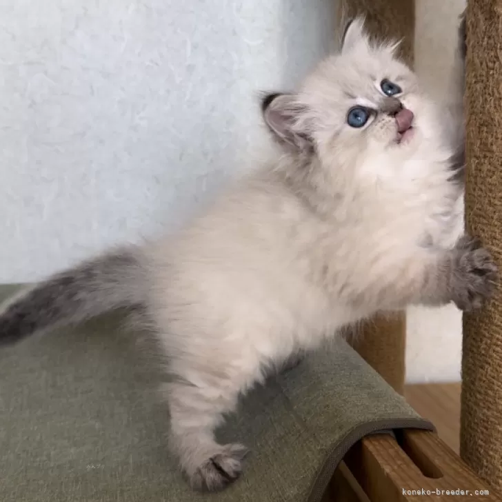 ID：2405-00821の子猫