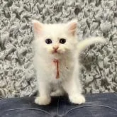 サイベリアン【山形県・女の子・2022年7月20日・ホワイト】の写真2「お目々がクリクリです✨」