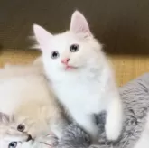 サイベリアン【山形県・男の子・2024年7月22日・ホワイトソリッド】の写真2