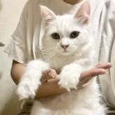 サイベリアン【山形県・女の子・2022年2月24日・ホワイト】の写真2「キョトン顔も可愛い😍❤️」