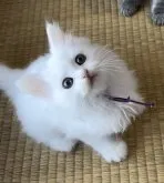 サイベリアン【山形県・男の子・2023年3月16日・ホワイト】の写真3「凛としております✨」
