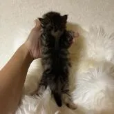 サイベリアン【山形県・男の子・2022年8月25日・ブラウンクラシックタビー】の写真3「後ろから📸」