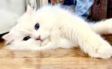 サイベリアン【・男の子・2018年7月15日・ホワイトソリッド】「素敵なブルーアイ💎」