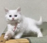 サイベリアン【山形県・男の子・2023年3月22日・ホワイト】の写真4「素敵に成長しています✨」