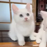 サイベリアン【山形県・男の子・2024年7月22日・ホワイトソリッド】の写真5