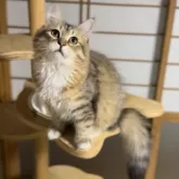 サイベリアン【山形県・男の子・2025年6月10日・ブラウンタビー&ホワイト】の写真9