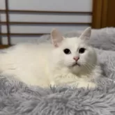 サイベリアン【山形県・男の子・2025年6月10日・ホワイトソリッド】の写真11