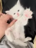 サイベリアン【山形県・男の子・2025年1月5日・ホワイトソリッド】の写真14