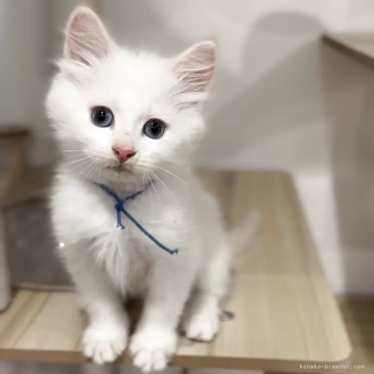 ID：2503-01592の子猫