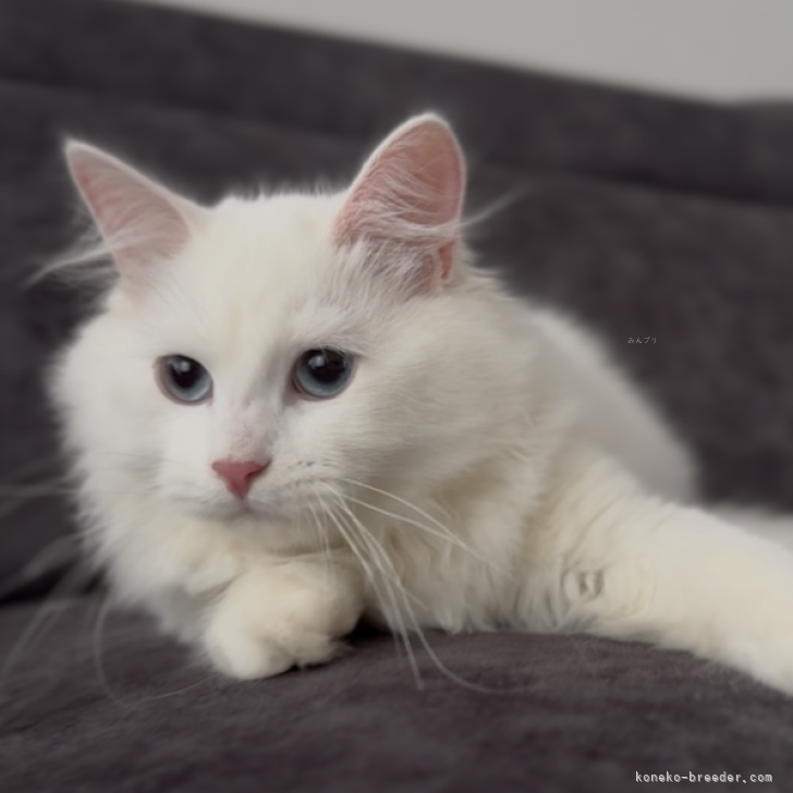 ブリーダー画像