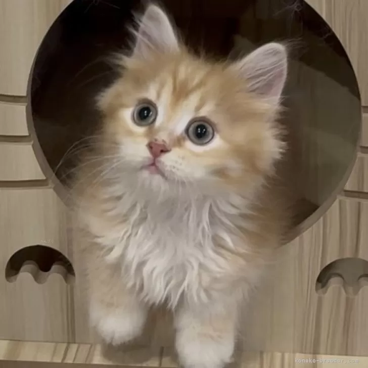 桑茶 様のお迎えした子猫