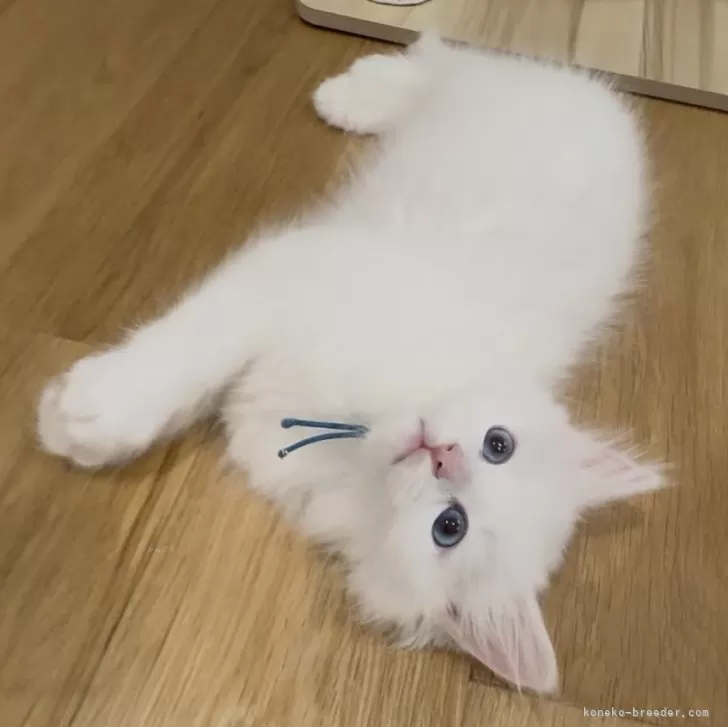 ID：2502-00257の子猫