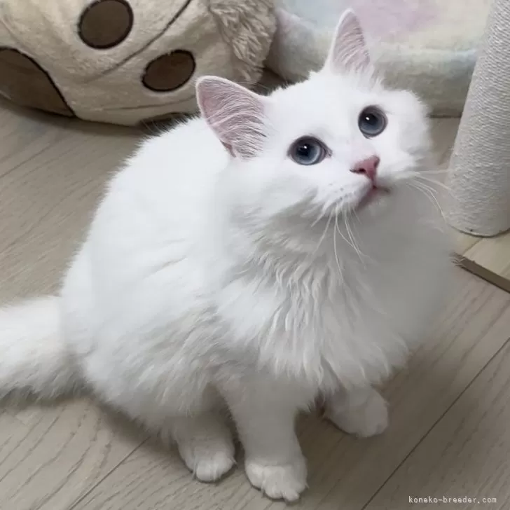 ID：2507-03075の子猫