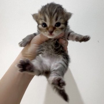 サイベリアン【山形県・男の子・2025年11月8日・ブラウンタビー（トリプルコート）】の写真「クリクリお目々💓両親外産世界王者血統」