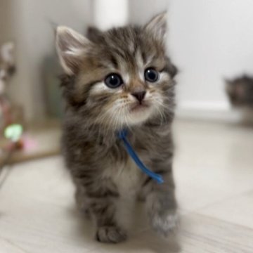 サイベリアン【山形県・男の子・2025年11月8日・ブラウンタビー（トリプルコート）】の写真「おっとり君甘えん坊💓両親外産世界王者血統」