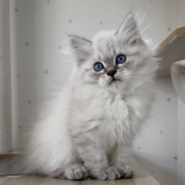 サイベリアン【山形県・男の子・2025年8月2日・ブルー(シルバー)リンクスポイント(トリプルコート)】の写真「人間大好き甘えん坊💓両親外産世界王者血統👑」