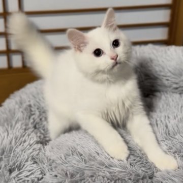 サイベリアン【山形県・男の子・2025年6月10日・ホワイトソリッド（トリプルコート）】の写真「特価‼️お目々くりくり甘々💓両親外産世界王者血統」