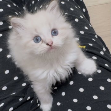 サイベリアン【山形県・男の子・2025年8月13日・シールリンクスポイント&ホワイト（トリプルコート）】の写真「極甘キャンドルテール💖外産世界王者血統👑」