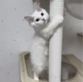 サイベリアン