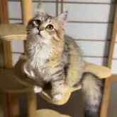 サイベリアン【山形県・男の子・2025年6月10日・ブラウンタビー&ホワイト】の写真1