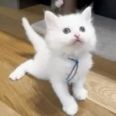 サイベリアン