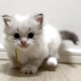 サイベリアン
