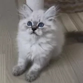 サイベリアン【山形県・男の子・2025年8月2日・ブルー(シルバー)リンクスポイント】の写真2