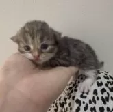 サイベリアン【山形県・男の子・2025年11月8日・ブラウンタビー&ホワイト】の写真3