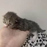 サイベリアン【山形県・男の子・2025年11月8日・ブラウンタビー&ホワイト】の写真4