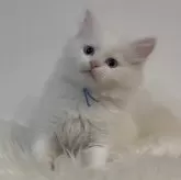 サイベリアン【山形県・男の子・2025年1月5日・ホワイトソリッド】の写真8